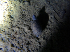 Kinosternon creaseri