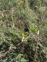 Oenothera curtiflora