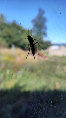 Pimpla rufipes