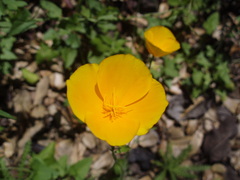 Eschscholzia