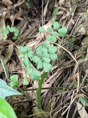 Adiantum erythrochlamys