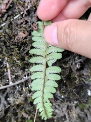 Polystichum craspedosorum