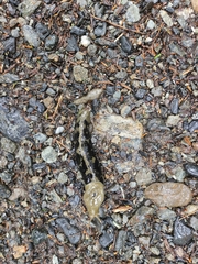 Ariolimax columbianus