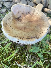 Validae