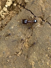 Carebara