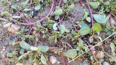 Portulaca oleracea