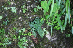 Polystichum neolobatum