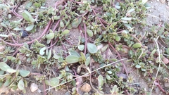Portulaca oleracea
