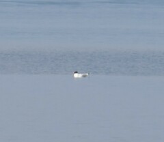 Ichthyaetus ichthyaetus