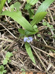 Commelina diffusa