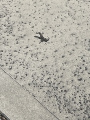 Leiocephalus carinatus