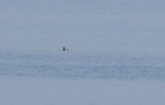 Podiceps cristatus