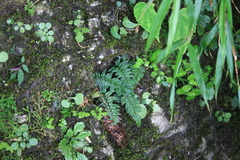 Polystichum neolobatum