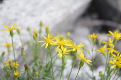 Senecio fremontii