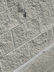 Leiocephalus carinatus