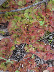 Drosera aberrans