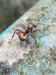 Polyrhachis bihamata