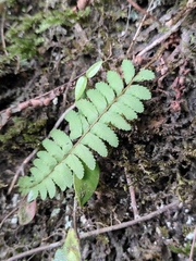 Polystichum craspedosorum