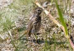 Luscinia svecica