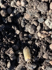 Porcellio spinicornis