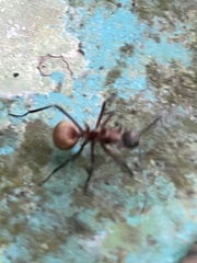 Polyrhachis bihamata
