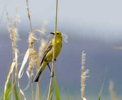 Motacilla citreola