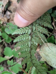 Polystichum luctuosum