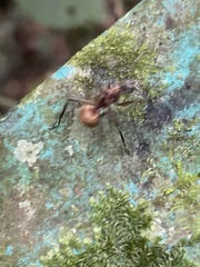 Polyrhachis bihamata