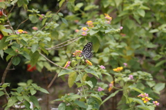 Papilio clytia