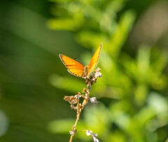 Lycaena virgaureae