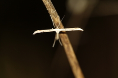 Emmelina monodactyla