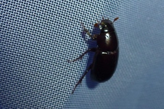 Acrossus rufipes