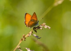 Lycaena virgaureae