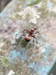 Polyrhachis bihamata