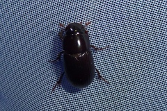 Acrossus rufipes
