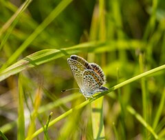 Plebejus