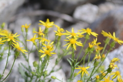 Senecio fremontii