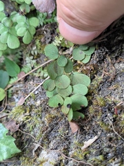 Adiantum erythrochlamys