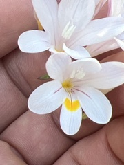 Freesia sparrmanii