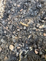 Lithobius forficatus