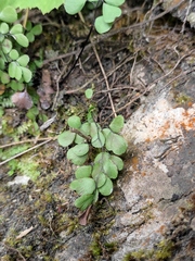 Adiantum erythrochlamys