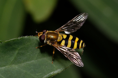 Eupeodes corollae