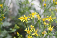 Senecio fremontii