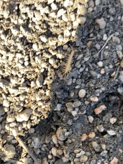 Lithobius forficatus