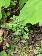 Adiantum erythrochlamys