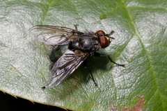 Calliphoridae
