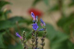 Echium rosulatum