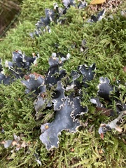 Peltigera membranacea