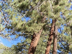 Pinus ponderosa
