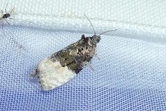 Apotomis betuletana